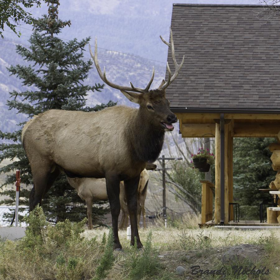 The Roosevelt Hotel - Yellowstone 加德纳 外观 照片