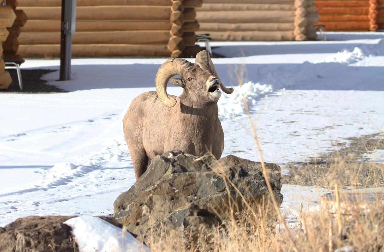 The Roosevelt Hotel - Yellowstone 加德纳 外观 照片